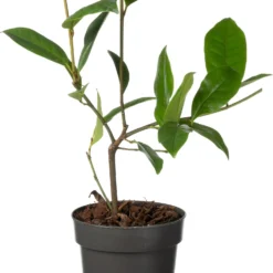 Bananenstruik (Magnolia 'Fairy Magnolia Cream'®) D 13 H 20 Cm