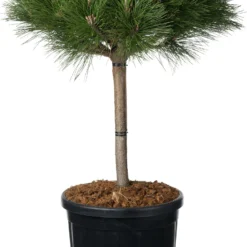 Zwarte Den (Pinus Nigra 'Brepo') D 32 H 65 Cm