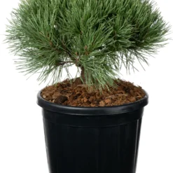 Grove Den (Pinus Sylvestris 'Chantry Blue' ) D 30 H 30 Cm