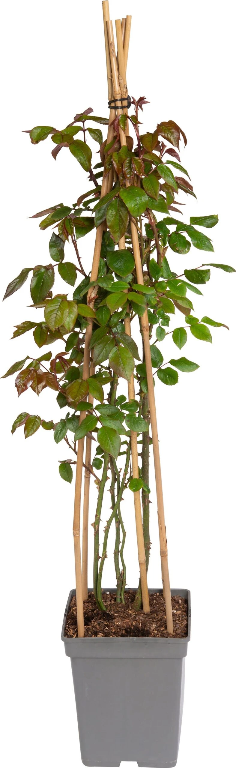 Klimroos (Rosa 'Camelot') D 22 H 70 Cm 1 Klimroos (Rosa 'Camelot') D 22 H 70 Cm