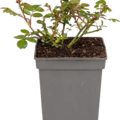 Struikroos (Rosa 'Orange Meilove') D 19 H 10 Cm