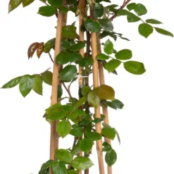 Klimroos (Rosa 'Climbing Bonica') D 19 H 70 Cm
