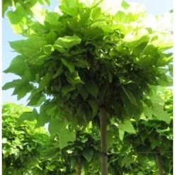 Bolcatalpa (Catalpa Bignonioides 'Nana') H 200 Cm