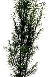 Taxus (Taxus Baccata) D 21 H 80 Cm