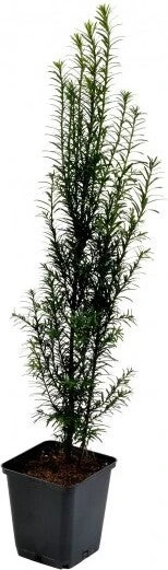 Taxus (Taxus Baccata) D 21 H 80 Cm 1 Taxus (Taxus Baccata) D 21 H 80 Cm