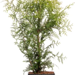 Levensboom (Thuja Occidentalis 'Brabant') H 150 Cm