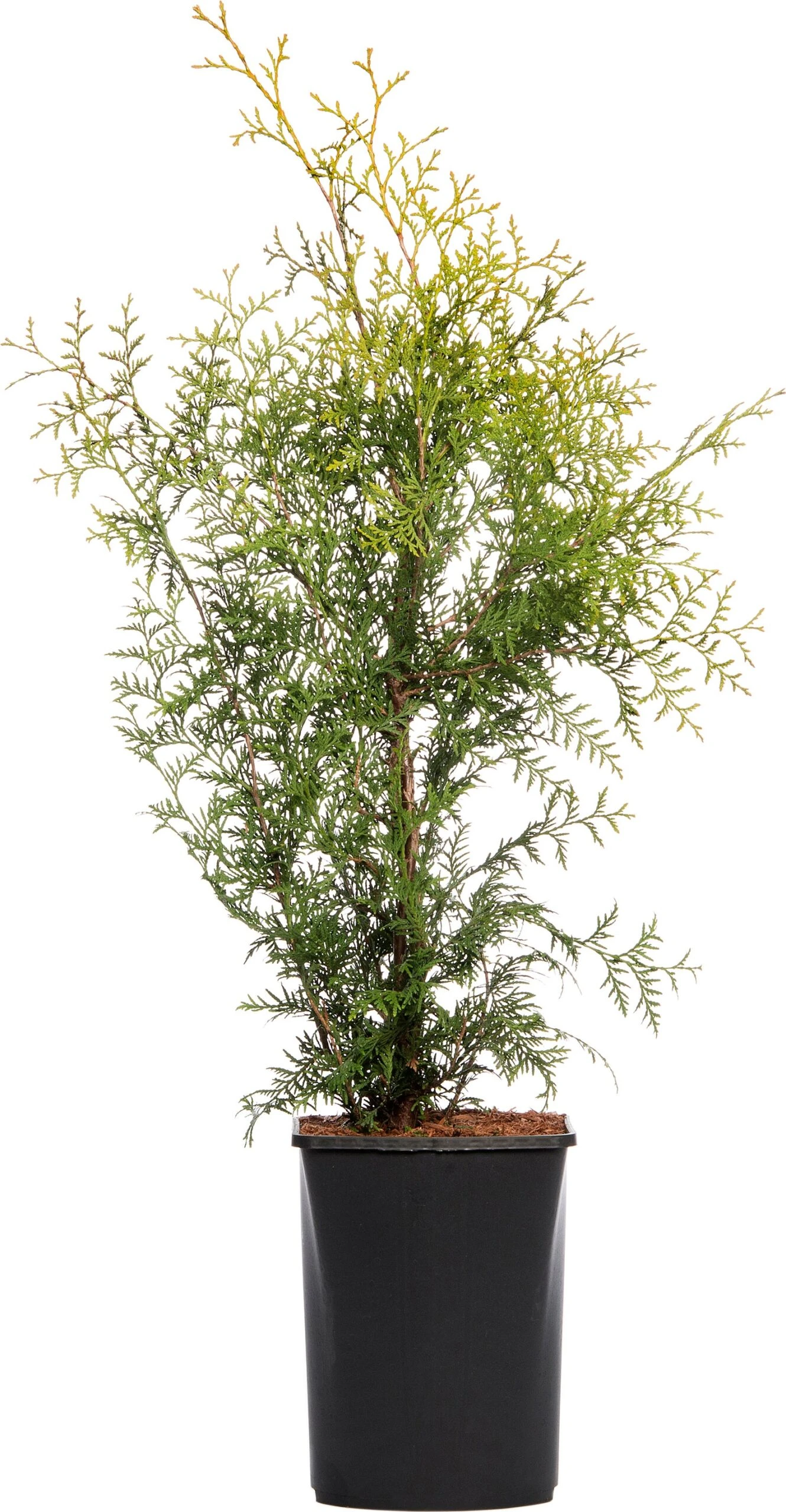 Levensboom (Thuja Occidentalis 'Brabant') H 150 Cm 1 Levensboom (Thuja Occidentalis 'Brabant') H 150 Cm