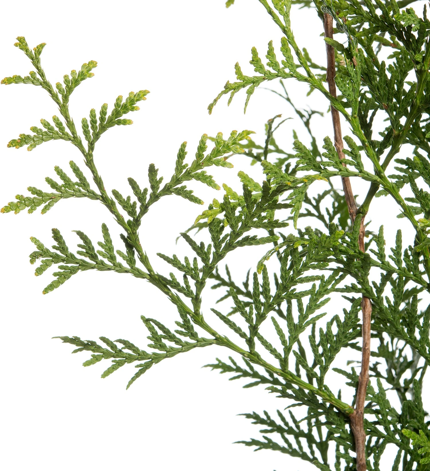 Levensboom (Thuja Occidentalis 'Brabant') H 150 Cm 2 Levensboom (Thuja Occidentalis 'Brabant') H 150 Cm - Afbeelding 2