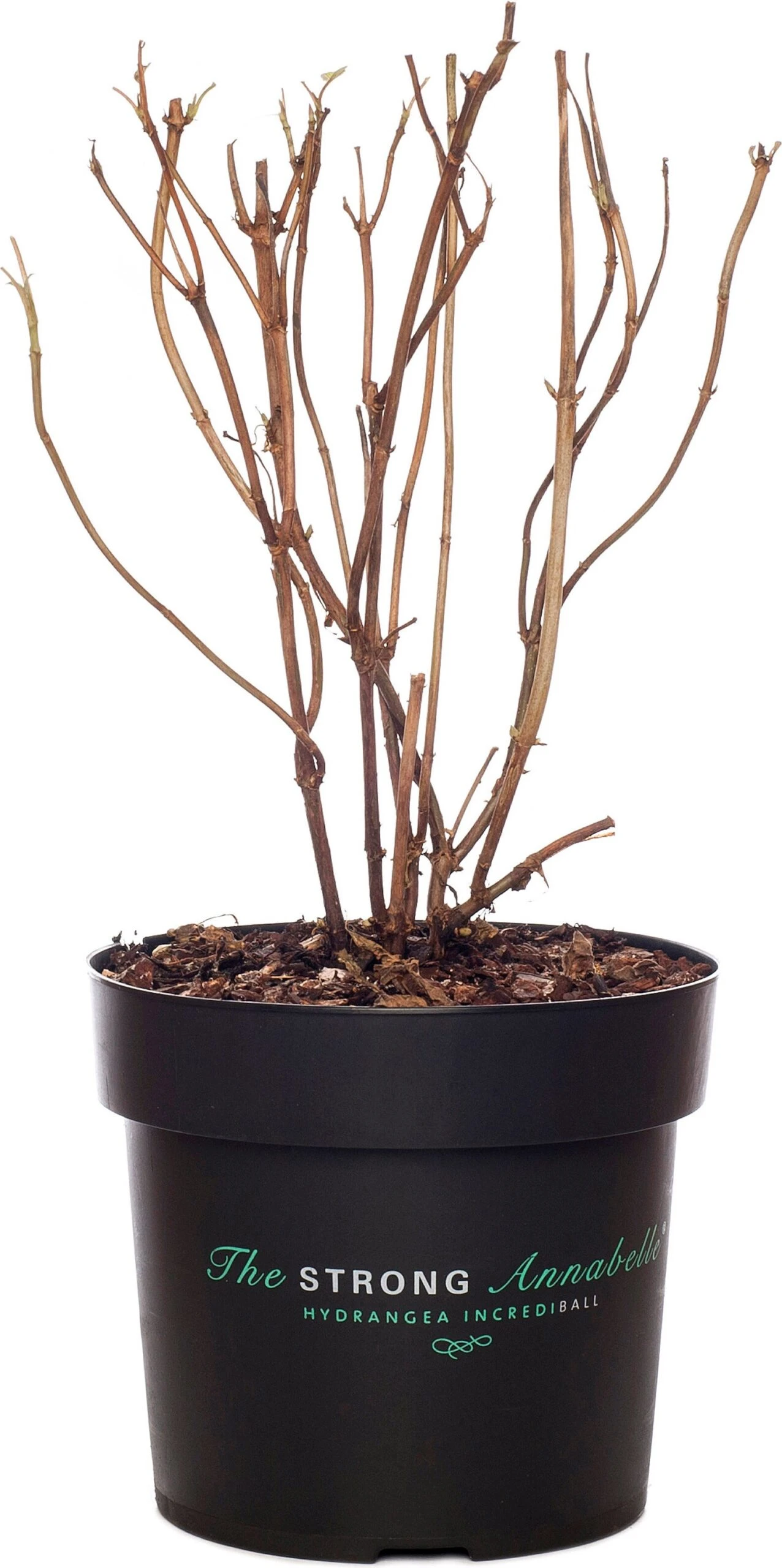 Bolhortensia (Hydrangea Arborescens 'Strong Annabelle') D 19 Cm 1 Bolhortensia (Hydrangea Arborescens 'Strong Annabelle') D 19 Cm