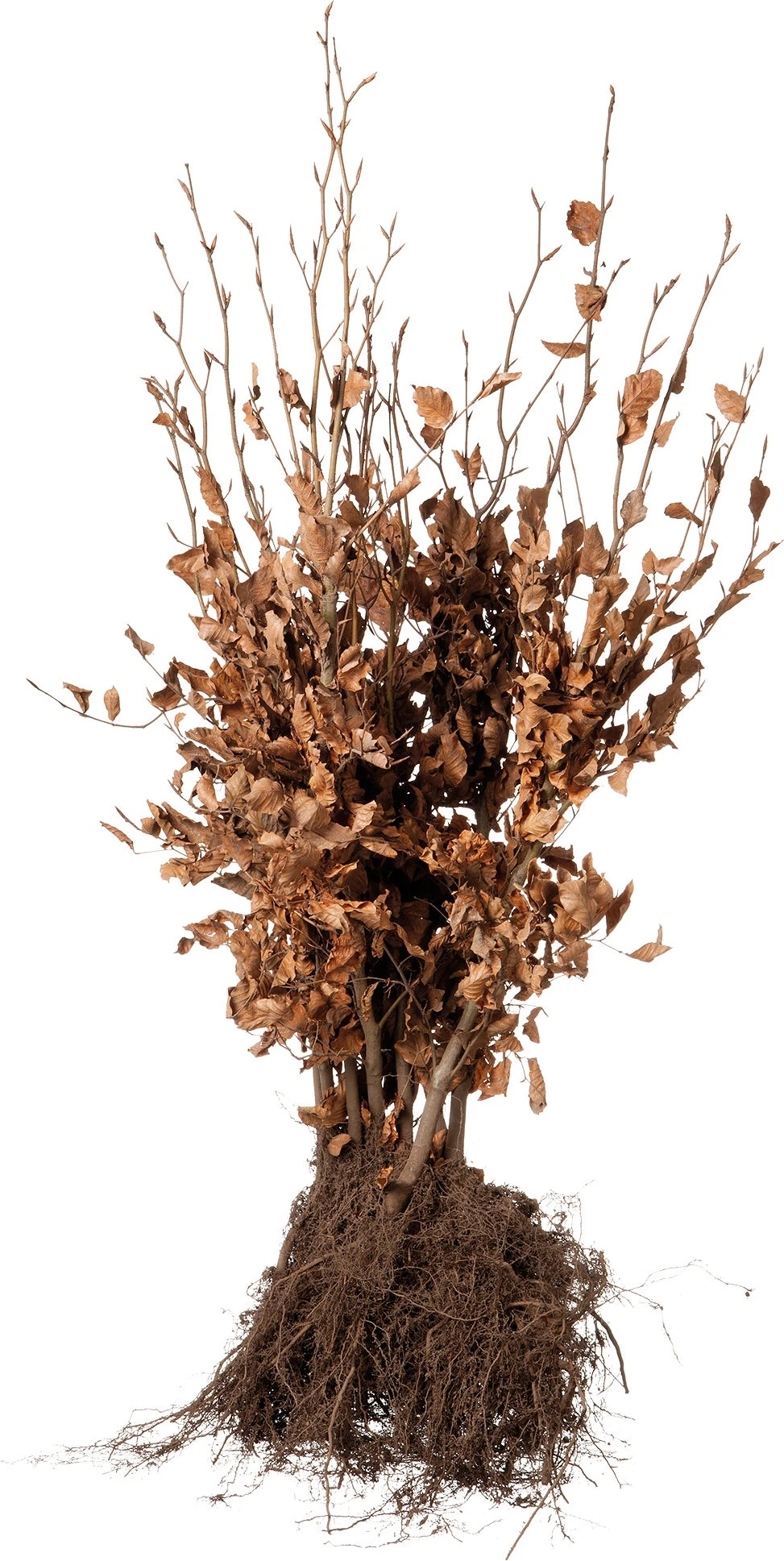 Rode Beukenhaag (Fagus Sylvatica 'Atropunicea') H 150-175 Cm 1 Rode Beukenhaag (Fagus Sylvatica 'Atropunicea') H 150-175 Cm