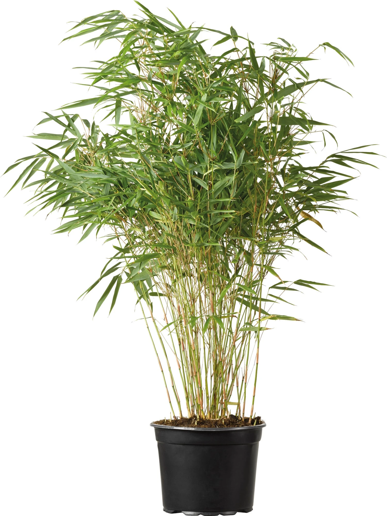 Bamboe (Fargesia Murieliae 'Super Jumbo') H 50-60 Cm 1 Bamboe (Fargesia Murieliae 'Super Jumbo') H 50-60 Cm