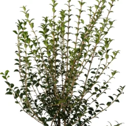 Schijnhulst (Osmanthus Burkwoodii) D 23 H 50 Cm