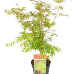 Japanse Esdoorn (Acer Palmatum 'Sangokaku') H 100-125 Cm