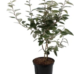 Olijfwilg (Elaeagnus Ebbingei) H 80-100 Cm