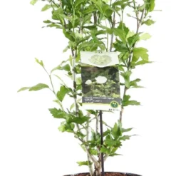 Chinese Roos (Hibiscus Syriacus 'White Chiffon') H 80-100 Cm