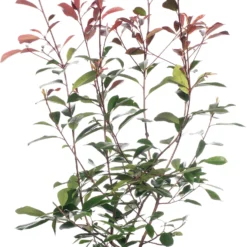 Glansmispel (Photinia Serrulata 'Red Robin') H 125-150 Cm
