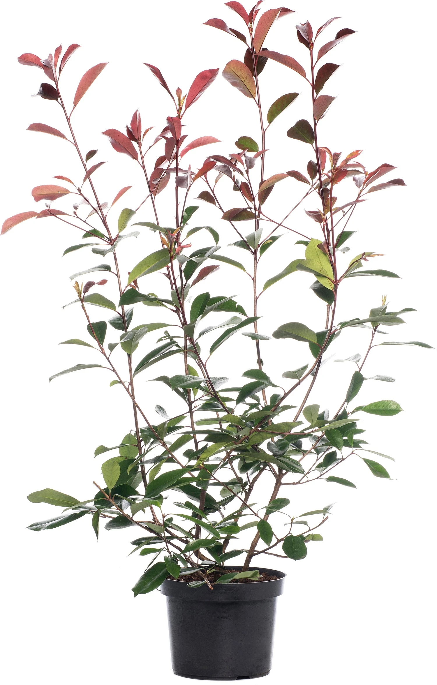 Glansmispel (Photinia Serrulata 'Red Robin') H 125-150 Cm 1 Glansmispel (Photinia Serrulata 'Red Robin') H 125-150 Cm