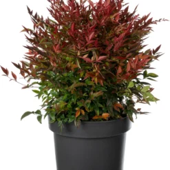 Hemelse Bamboe (Nandina Domestica 'Gulfstream') D 23 H 40 Cm