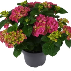 Hortensia (Hydrangea Macrophylla 'Mophead Pink') D 23 H 45 Cm