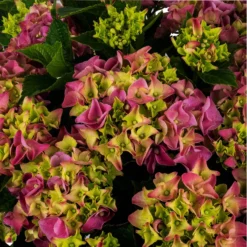 Hortensia (Hydrangea Macrophylla 'Mophead Pink') D 23 H 45 Cm -Exporteren Rust Tuin Winkel 8720196549023 2 1