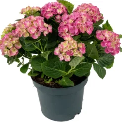 Hortensia (Hydrangea Macrophylla 'Curly Wurly Pink') D 23 H 45 Cm