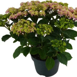 Hortensia (Hydrangea Macrophylla 'Double Dutch Pink') D 23 H 45 Cm