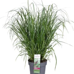 Lampenpoetsersgras (Pennisetum Alopecuroides 'Red Head') D 29 H 80 Cm