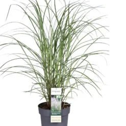 Chinees Prachtriet (Miscanthus Sinensis 'Kleine Fontaene') D 29 H 80 Cm