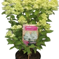 Pluimhortensia (Hydrangea Paniculata 'Magical Candle') D 23 H 50 Cm
