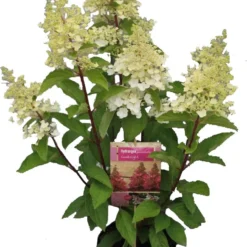 Pluimhortensia (Hydrangea Paniculata 'Candle Light') D 23 H 50 Cm