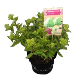 Pluimhortensia (Hydrangea Paniculata 'Little Lime') D 23 H 40 Cm