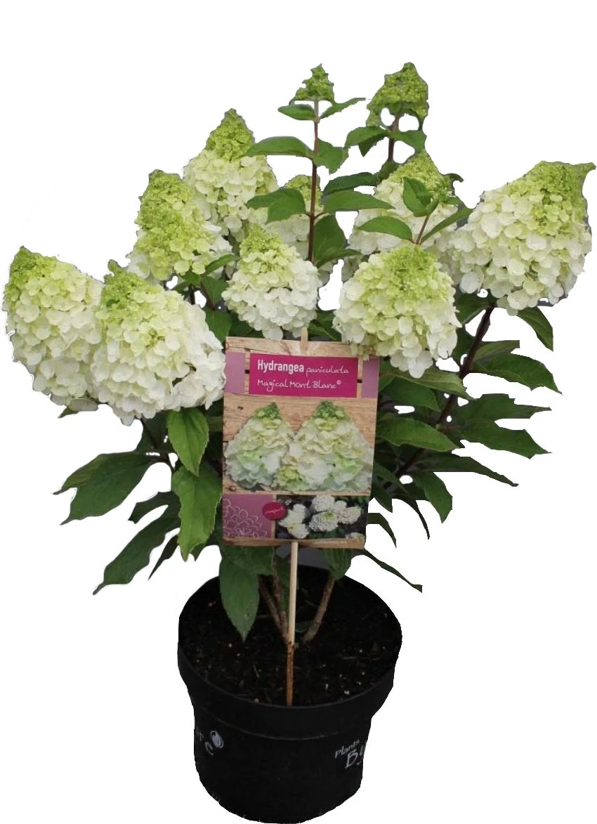 Pluimhortensia (Hydrangea Paniculata 'Mont Blanc') D 23 H 50 Cm 1 Pluimhortensia (Hydrangea Paniculata 'Mont Blanc') D 23 H 50 Cm