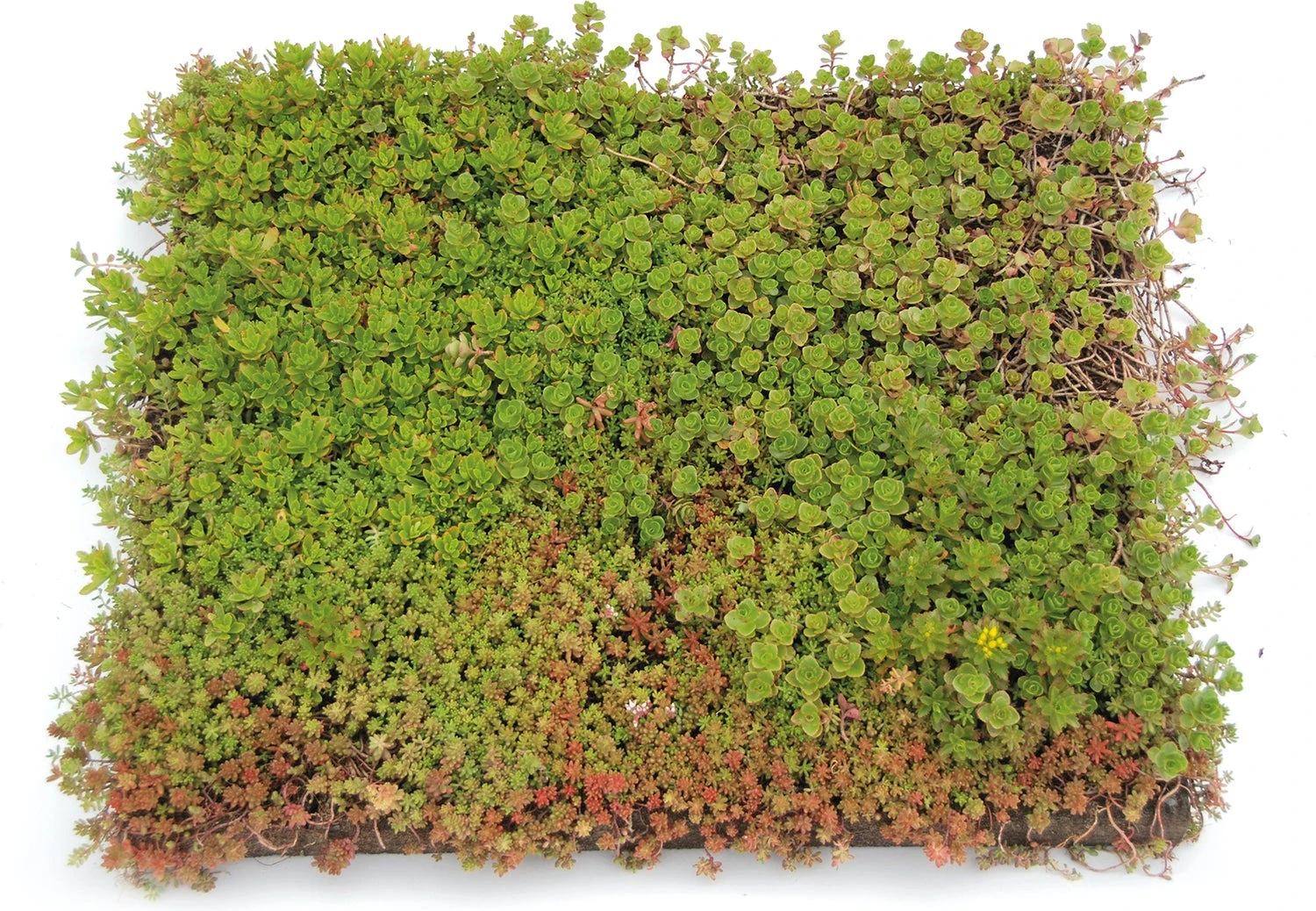 Sempergreen Kant-en-klaar Sedumtray 50 X 50 Cm 1 Sempergreen Kant-en-klaar Sedumtray 50 X 50 Cm