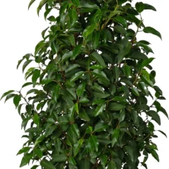 Portugese Laurier (Prunus Lusitanica 'Angustifolia') D 29 H 100 Cm