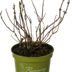 Hortensia (Hydrangea 'Runaway Bride') D 17 H 30 Cm