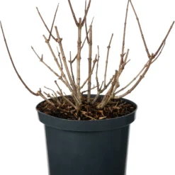 Pluimhortensia (Hydrangea Paniculata 'Petite Star') D 23 H 30 Cm