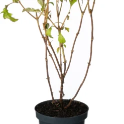 Eikenbladhortensia (Hydrangea Quercifolium 'Burgundy) D 19 H 40 Cm