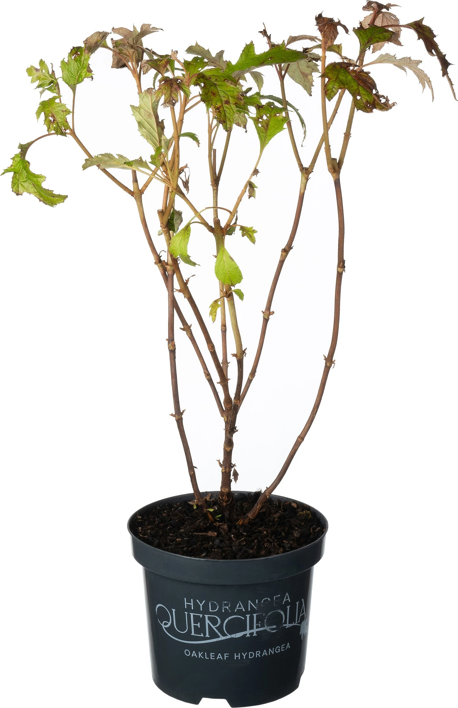 Eikenbladhortensia (Hydrangea Quercifolium 'Burgundy) D 19 H 40 Cm 1 Eikenbladhortensia (Hydrangea Quercifolium 'Burgundy) D 19 H 40 Cm