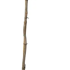 Pluimhortensia (Hydrangea Paniculata 'Phantom') D 27 H 90 Cm