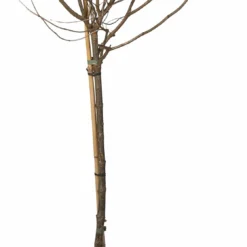 Pluimhortensia (Hydrangea Paniculata 'Limelight') D 27 H 60 Cm