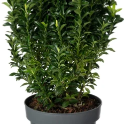 Japanse Kardinaalsmuts (Euonymus Japonicus 'Paloma Blanca') D 23 H 50 Cm