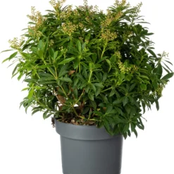 Rotsheide (Pieris Japonica 'Purity') D 23 H 30 Cm