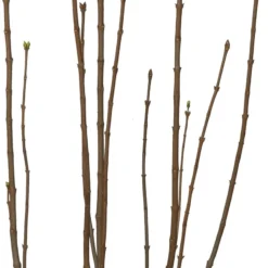 Sering (Syringa Vulgaris 'Nadezhda') D 27 H 80 Cm