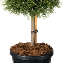 Zwarte Den (Pinus Nigra 'Green Pearl'®) D 23 H 65 Cm