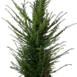Taxus (Taxus Baccata) D 30 H 120 Cm