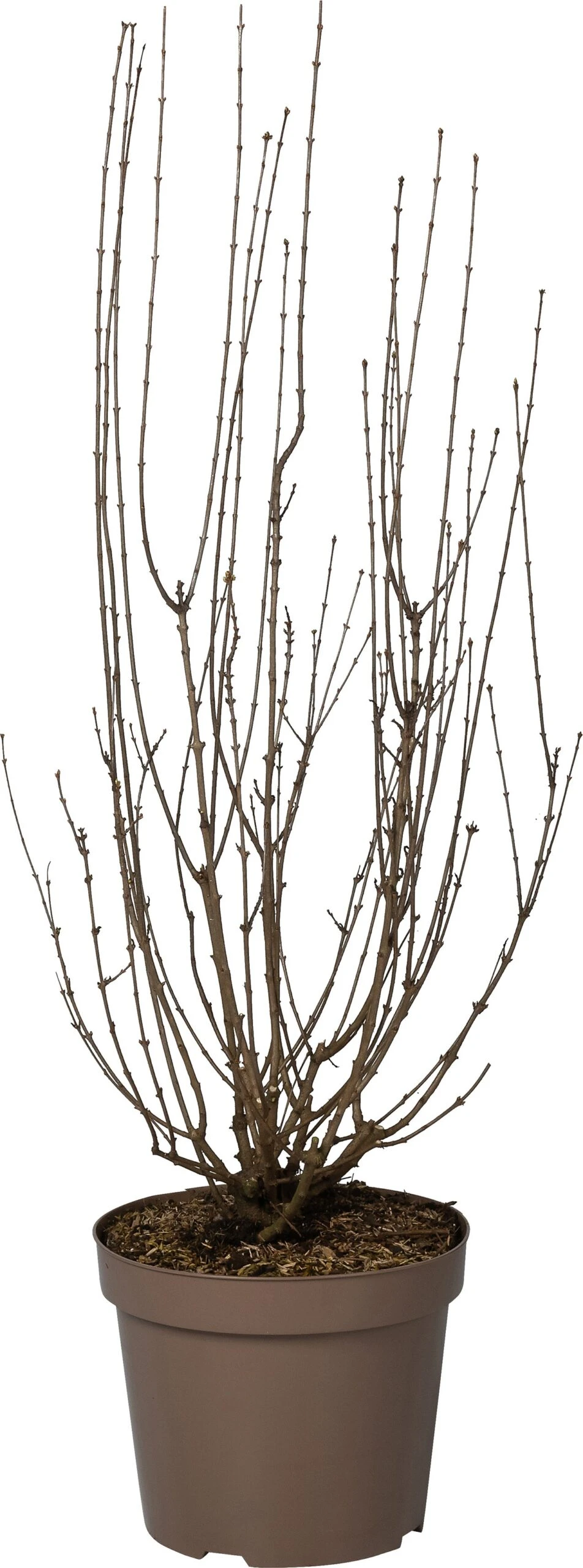 Dwergsering (Syringa Persica 'Alba') D 32 H 90 Cm 1 Dwergsering (Syringa Persica 'Alba') D 32 H 90 Cm