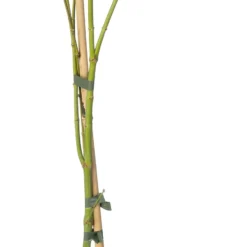 Japanse Esdoorn (Acer Palmatum 'Dissectum') D 19 H 40 Cm