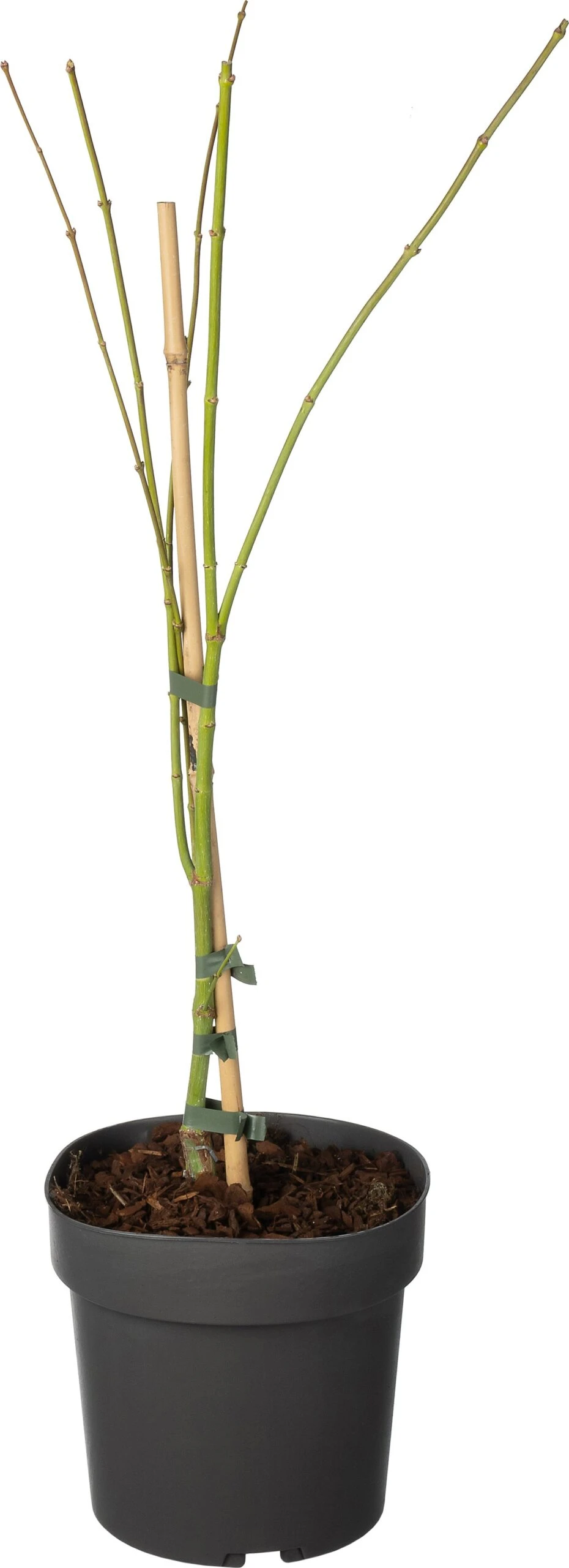 Japanse Esdoorn (Acer Palmatum 'Dissectum') D 19 H 40 Cm 1 Japanse Esdoorn (Acer Palmatum 'Dissectum') D 19 H 40 Cm