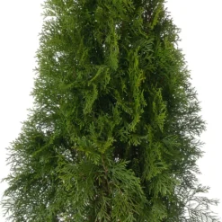 Levensboom (Thuja Occidentalis 'Smaragd') D 23 H 80 Cm