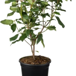 Sneeuwbal (Viburnum Globosum 'Jermyns Globe') D 19 H 55 Cm